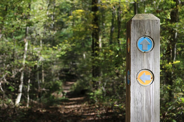Wegweiser im Wald; Foto: pixabay